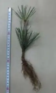 Cutting of Japanese black pine after 6 months
