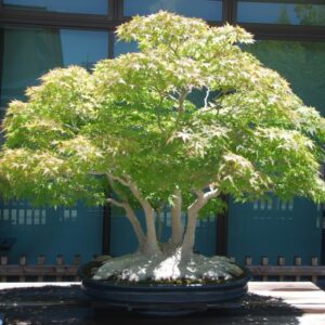 Japanese maple bonsai tree in oval, blue pot