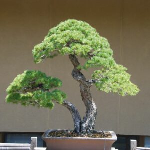 Japanese white pine bonsai