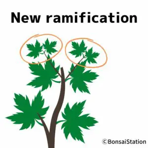 New ramification