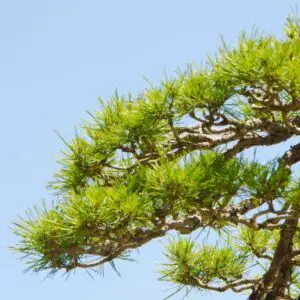 Japanese red pine needles