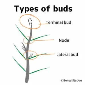 Types of buds