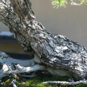 Japanese white pine bark