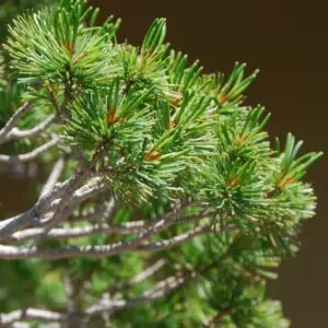 Japanese white pine needles