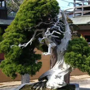 100 million yen Japanese juniper bonsai