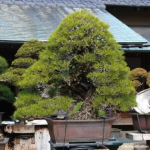 100 million yen Japanese black pine bonsai