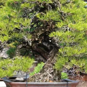100mil black pine bonsai bark