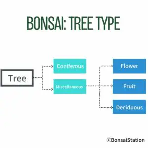 Bonsai tree type
