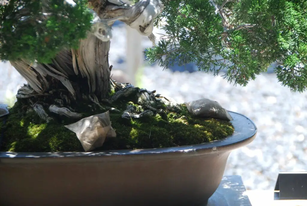 Bonsai Fertilizer The Ultimate Guide