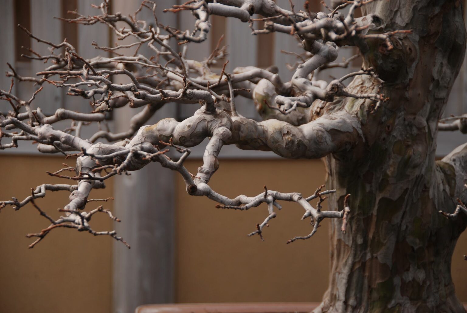 Reviving a Dried Out Bonsai A StepbyStep Guide