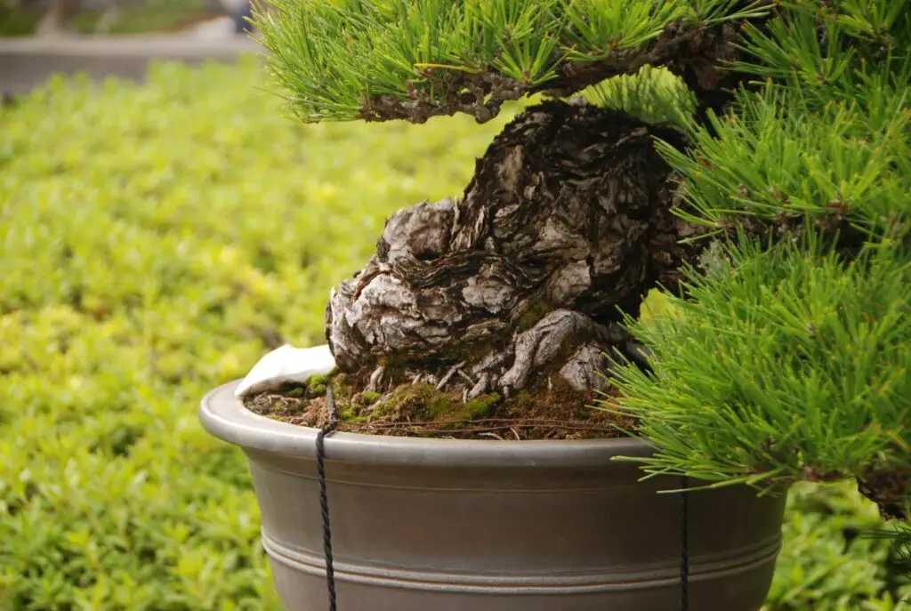 Thickening Bonsai Trunk A Comprehensive Guide
