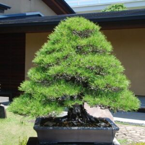 Formal upright style (black pine)