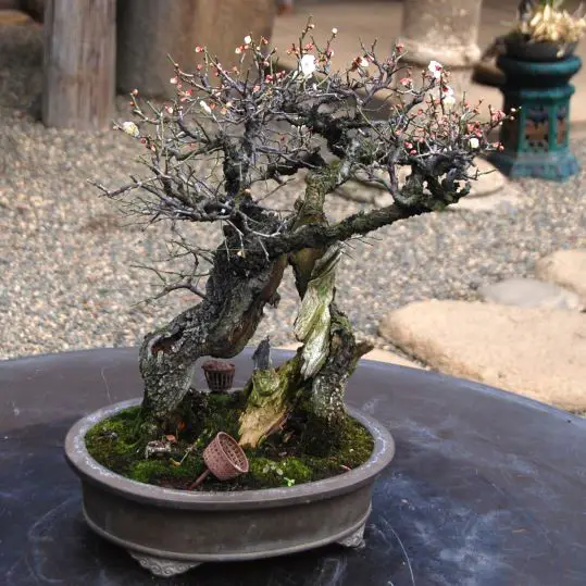 Tiny but rare the world’s unique bonsai trees