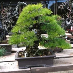 Japanese black pine (high range price)