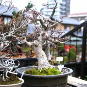 Japanese maple bonsai (mid-range price)