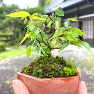 My zelkova bonsai