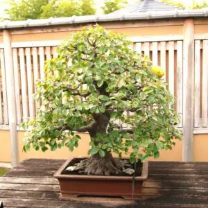 Precious bonsai (Chinese quince)