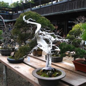 Japanese Shimpaku juniper (master piece)