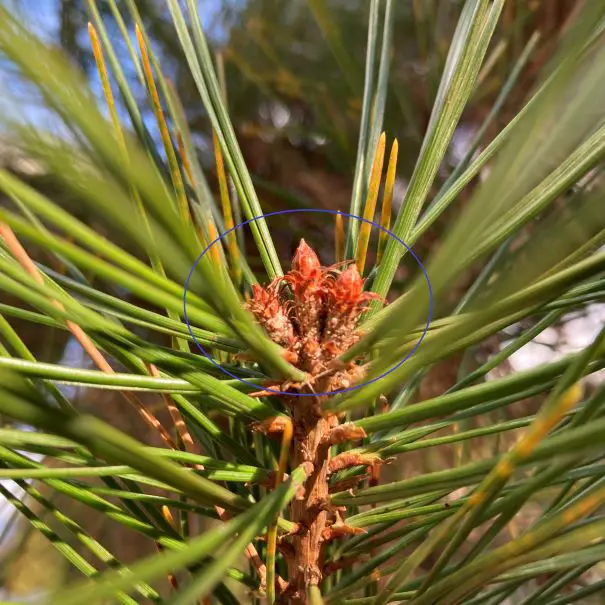 Secret to Keeping Japanese Black Pine Small