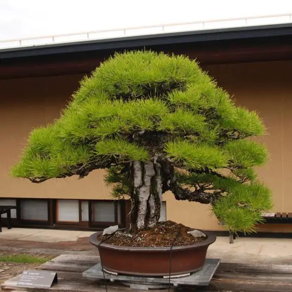 Season Enigma When Best to Repot Bonsai