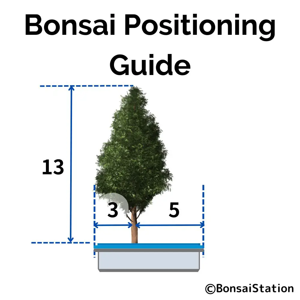 Positioning Bonsai Tree in a Pot Bonsai Design 101