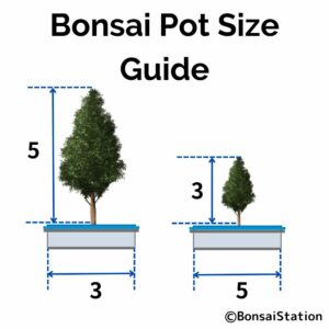 Bonsai pot size guide