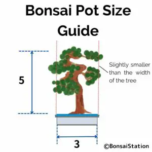 Bonsai pot size guide