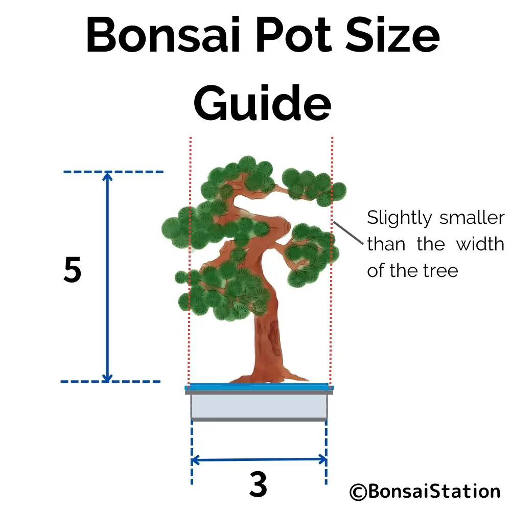 Positioning Bonsai Tree in a Pot Bonsai Design 101