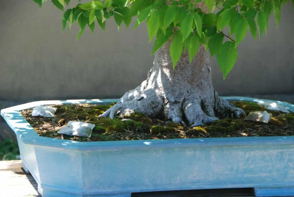 Bonsai Organic Fertilizer Pros, Cons, and HowTos