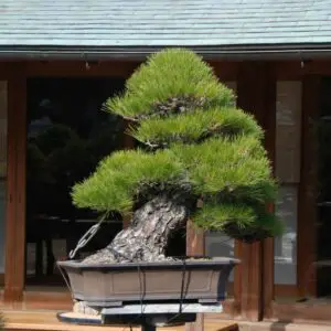 Japanese black pine (slanting)