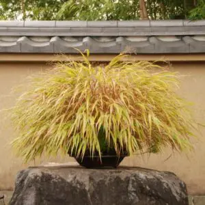 Kusamono (grass)