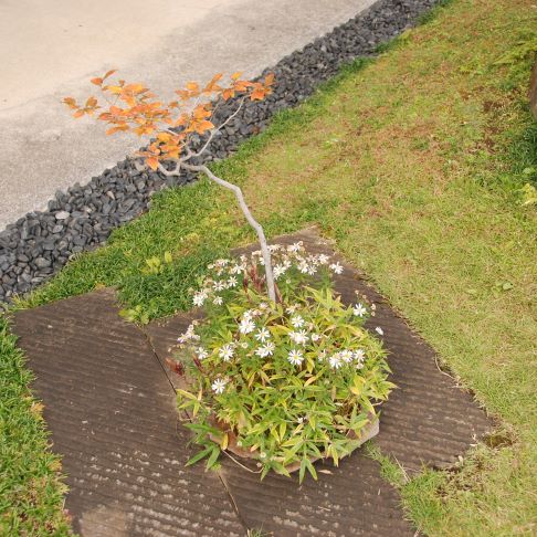 Kusamono Bonsai: The Ultimate Guide
