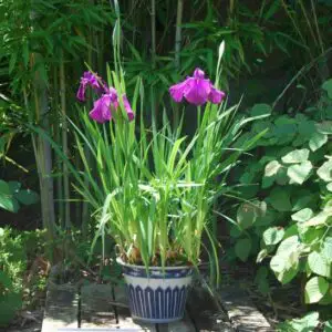 Kusamono (iris)