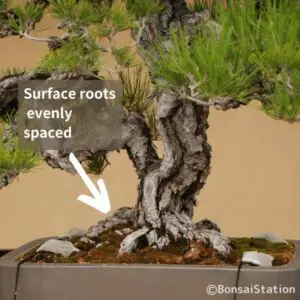 Surface roots