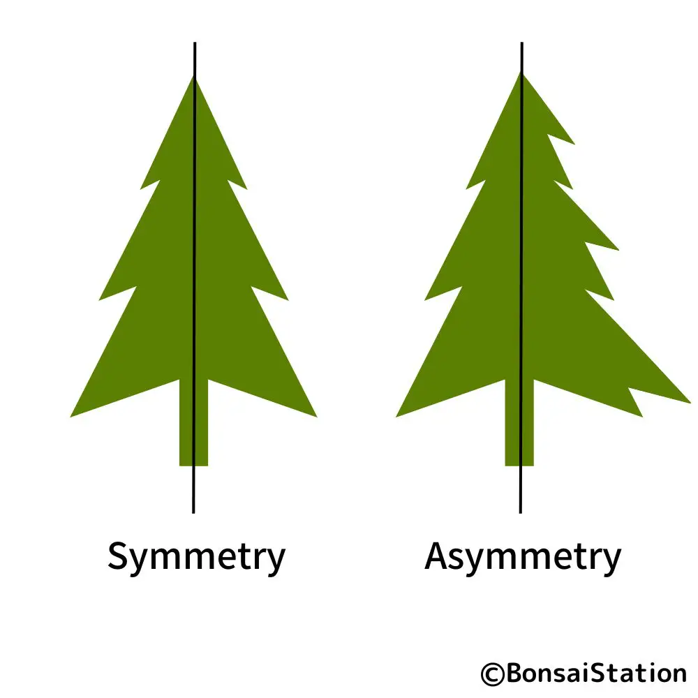 Front And Back: A Guide For Positioning Bonsai