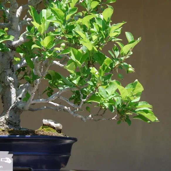 Bonsai Organic Fertilizer Pros, Cons, and HowTos