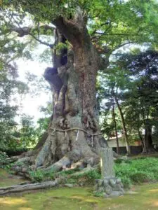 Sacred tree in shinto shrine