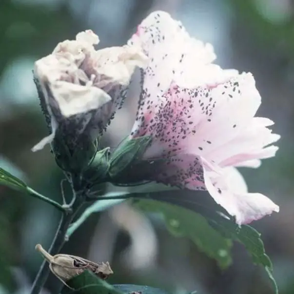 PestFree Bonsai A Complete Guide to Solve Bonsai Troubles