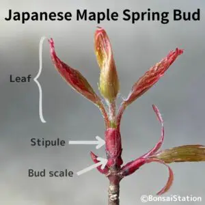 Structure of Japanese maple spring bud