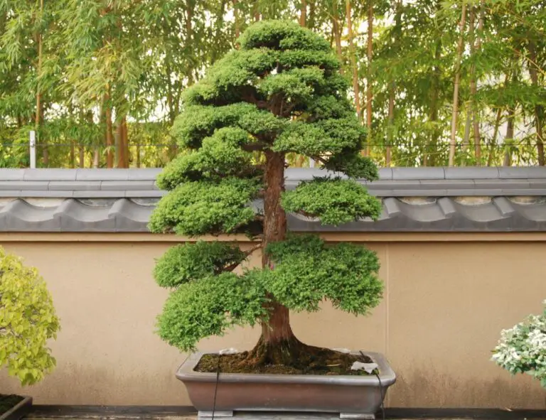 Bonsai Repotting Shock its Unique Challenges and Recovery