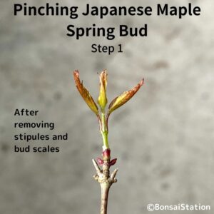 Pinching JM spring bud (removing stipules and bud scales) after