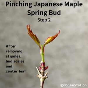 Pinching JM spring bud (removing center leaf) after