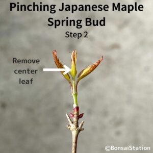 Pinching JM spring bud (removing center leaf)