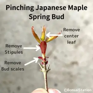 Pinching Japanese maple spring buds