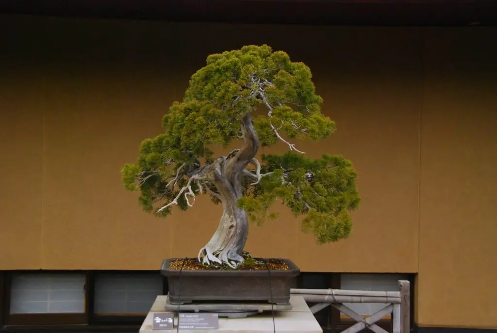 Juniper Bonsai Watering Management Everything You Need to Know