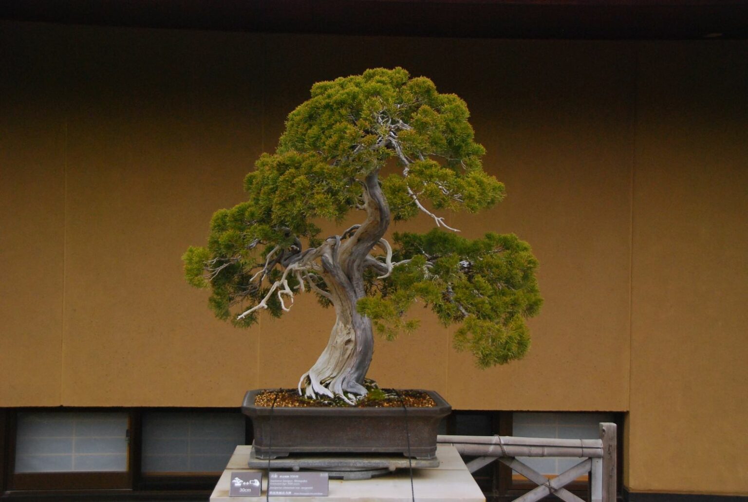 Juniper Bonsai Watering Management Everything You Need to Know