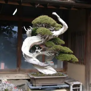 Juniper bonsai style (coiled trunk)