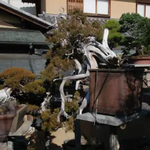 Juniper bonsai style (cascade)