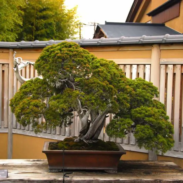 Indoor or Outdoor? A Guide to Juniper Bonsai Placement