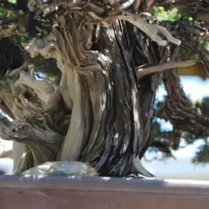 Needle juniper bark